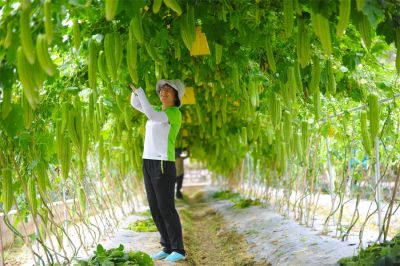 廣西農(nóng)業(yè)科學(xué)院蔬菜所黃如葵 | 同行里的“行家里手”，亦是蔬菜界里的“女科學(xué)家”